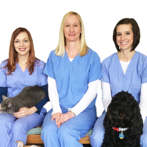 Veterinarians, technicians, cat and dog