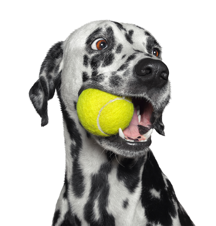Dalmation Dog with Ball in mouth