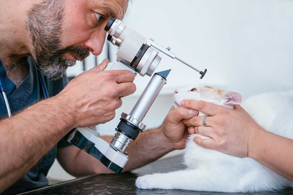 Veterinarian looking at cat eye through ocular scope