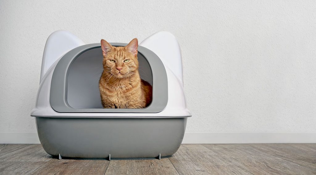 Cat in Litter Box