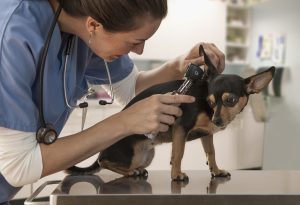 Veterinarian examining dog's ear