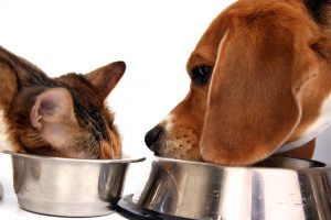 Dog and Cat eating food.