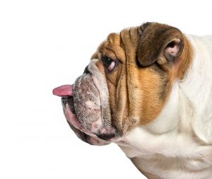Bulldog with Tongue Sticking Out