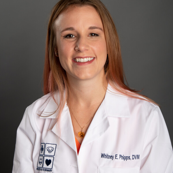 Dr. Whitney Phipps DVM, DACVS-SA