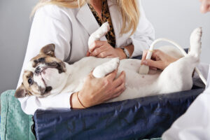 Veterinarian giving dog an ultrasound