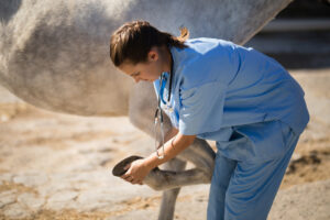 Veterinarian looking at horse hoof