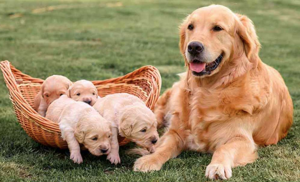 Mom dog and her pups