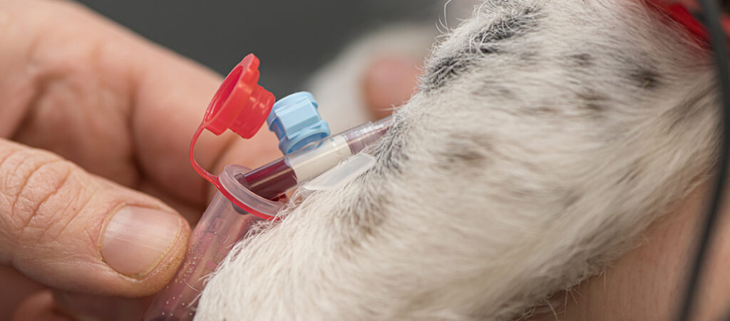 Venous blood draw on dog