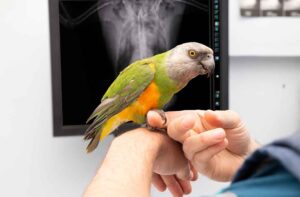 Parrot at vet
