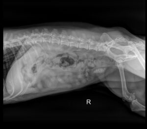 Radiograph Canine
