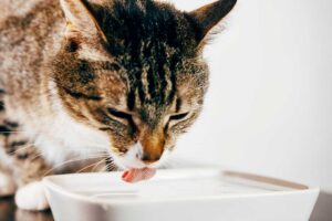 cat drinking water from bowl