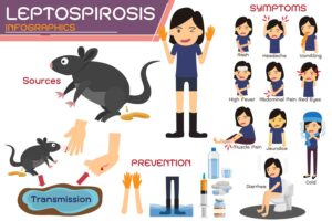 Leptosporosis Infographic