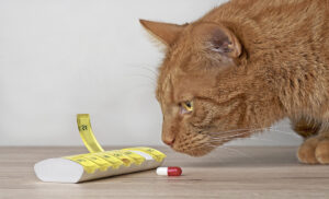 Cat sniffing pill