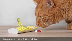 Cat sniffing pill