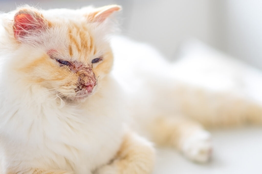 cat with pemphigus autoimmune disease