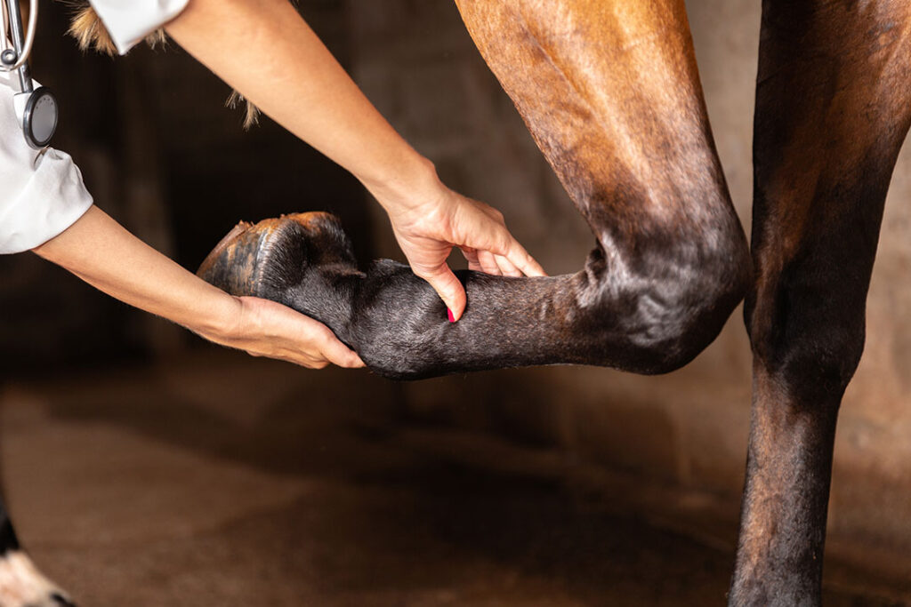 vet examining horse leg