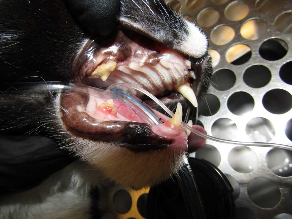 Cat Dental