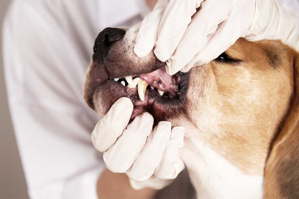 Dog getting oral exam